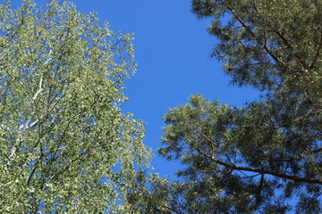 green leaves against blue sky