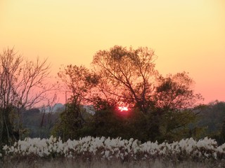 日本の田舎の風景　12月　河川敷の夕景グラデーション　夕陽と裸木とススキ