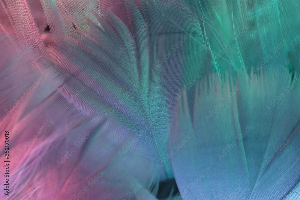 Poster exotic texture feathers background close up. gray, blue feathers pattern for your design. macro phot