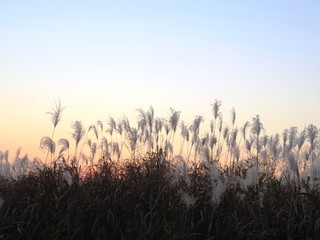 日本の田舎の風景　12月　河川敷の夕景グラデーション　裸木とススキ