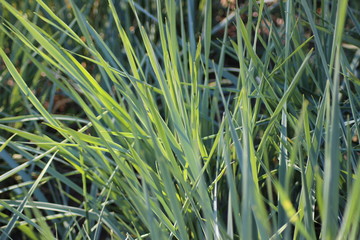 green grass in the wind