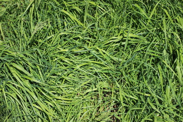 green grass texture