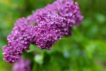 Obraz premium Blooming purple lilac.