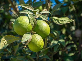 Fresh lime fruits on tree, selective focus.