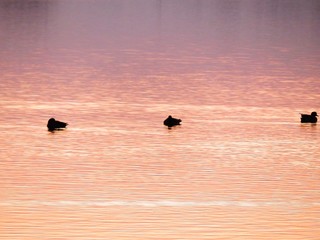 日本の田舎の風景　12月　川辺の夕景グラデーション　水鏡　鴨