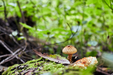 Little mushroom among the moss