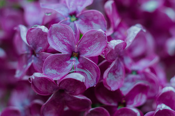 Blooming purple lilac.