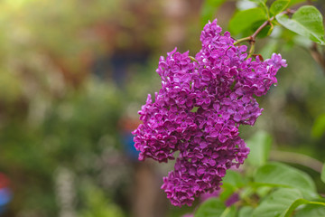 Blooming purple lilac.