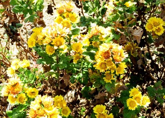 日本の田舎の風景　12月　花　寒菊