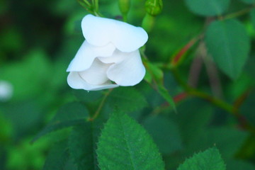 White flower closed at sunset