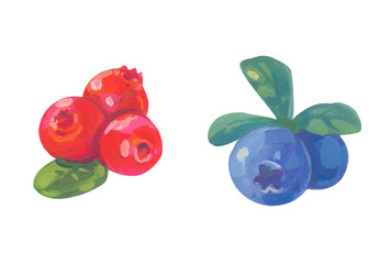 Gouache isolated cranberries, blueberries hand drawing illustration