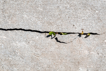 A young little green plant starting to grow in a crack of concrete.