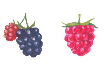 Hand drawn gouache painted berries on white background. Illustration of raspberries, blackberries for packaging design