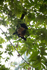 flying fox 