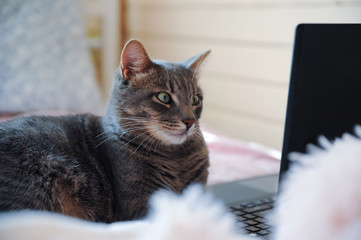 Naklejka premium Gray cat looking at laptop screen