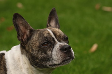 The head of a Chibull, cross between French bulldog and chihuahua..	