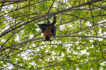 flying fox 