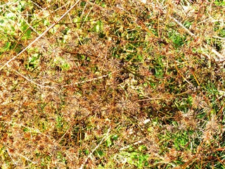 日本の田舎の風景　12月　引っ付き虫　センダングサの種子