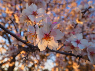 FLORES