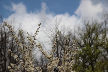 grass and sky