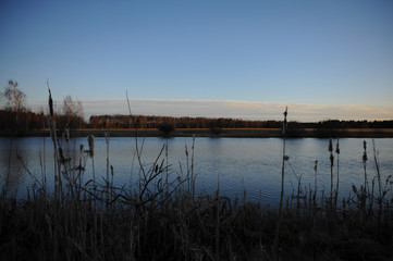 Trees on the shore of the pond at sunset against the blue sky