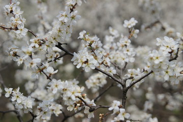 blooming cherry tree