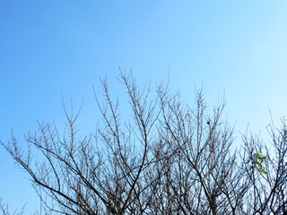 日本の田舎の風景　12月　裸木と青空