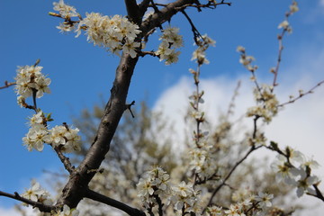 blooming cherry tree