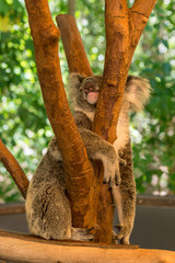 The kindest koala animal attracts tourists from all over the world, Queensland, Australia