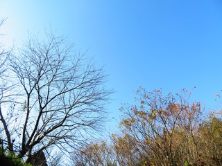 日本の田舎の風景　12月　裸木　山の木々と青空