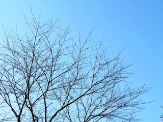 Fototapeta na wymiar 日本の田舎の風景　12月　裸木　山の木々と青空