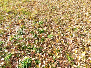 日本の田舎の風景　12月　落ち葉　初冬の草原