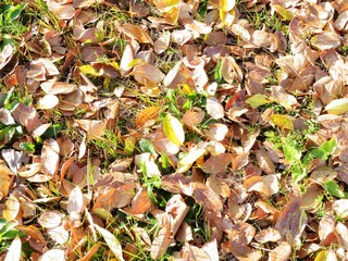 日本の田舎の風景　12月　落ち葉　初冬の草原