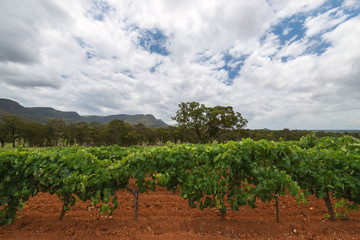A picturesque vineyard provides raw materials for famous wines, Hunter Valley, New South Wales, Australia