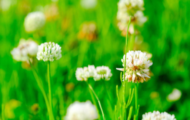 群生するシロツメクサ