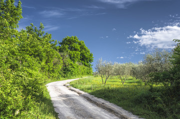 Green nature on a beautiful sunny day