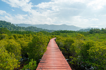 Red painted wood trail path along mangrove forest, Thailand