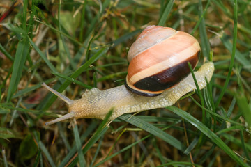 Hain-Schnirkelschnecke im Gras, Makro