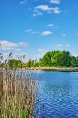 Blue and cloudy sky over a lake in the near of Sperenberg, Germany. The focus lies on the reeds in the foreground.