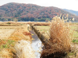 日本の田舎の風景　12月　冬の小川