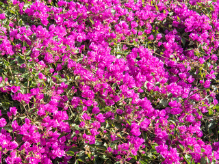 Pink bougainvillea in a garden