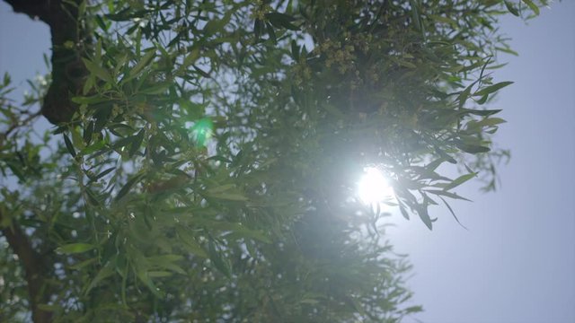 Olive Tree in Spain with a beautiful shine going through their leaves, 4K