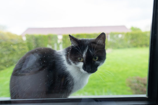 The cat sits on the windowsill from the outside and the czaka until it is allowed into the house.