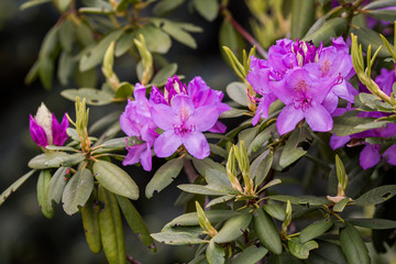 
Blossoming of pink rhododendron in spring in the Bonanian garden, a close-up photograph taken frontally under natural light.