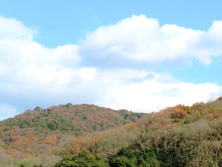 Fototapeta premium 日本の田舎の風景 12月 初冬の山の木々 裸木と青空