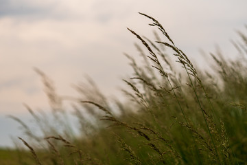 Fototapeta premium Gräser am frühen Abend