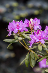 
Blossom of purple radodendron. Closeup photo.