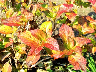 日本の田舎の風景　12月　紅葉　あじさい