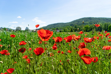 field of poppies