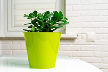 Crassula flower succulent plant in green ceramic pot